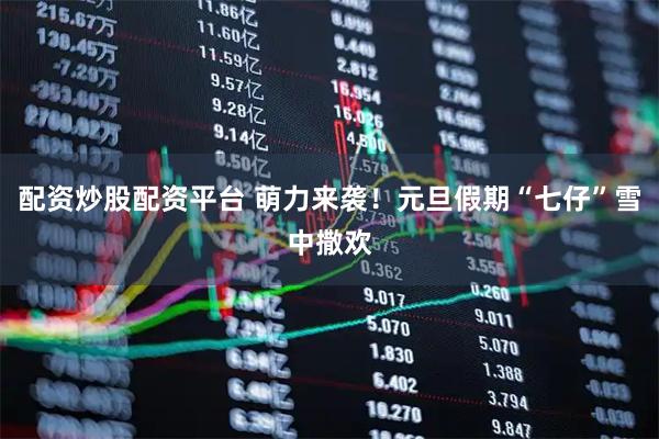配资炒股配资平台 萌力来袭！元旦假期“七仔”雪中撒欢